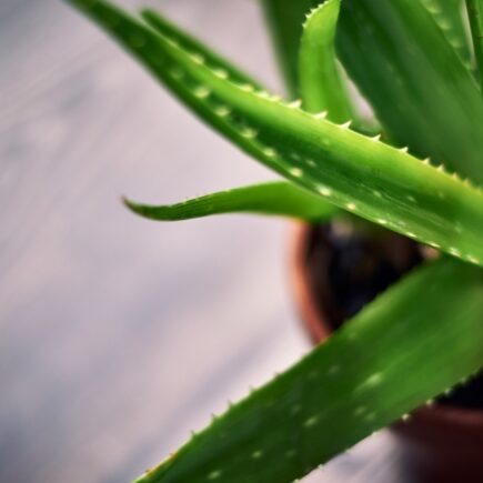pestovanie Aloe vera