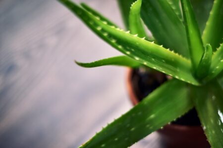 pestovanie Aloe vera