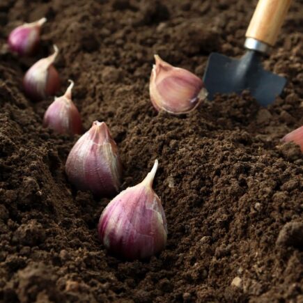 sadenie cesnaku na jeseň